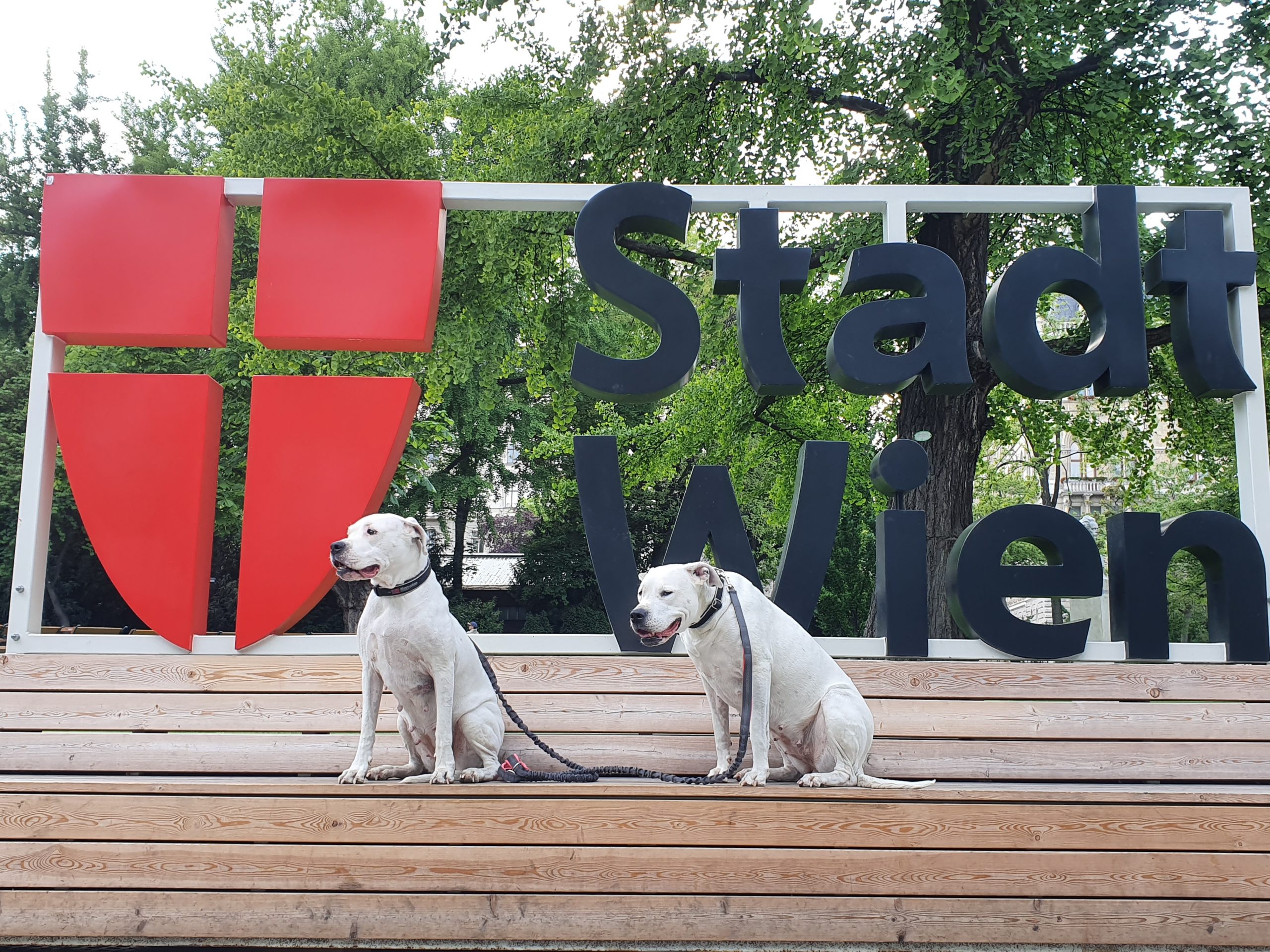 Wien hundefreundlich? DOGnews