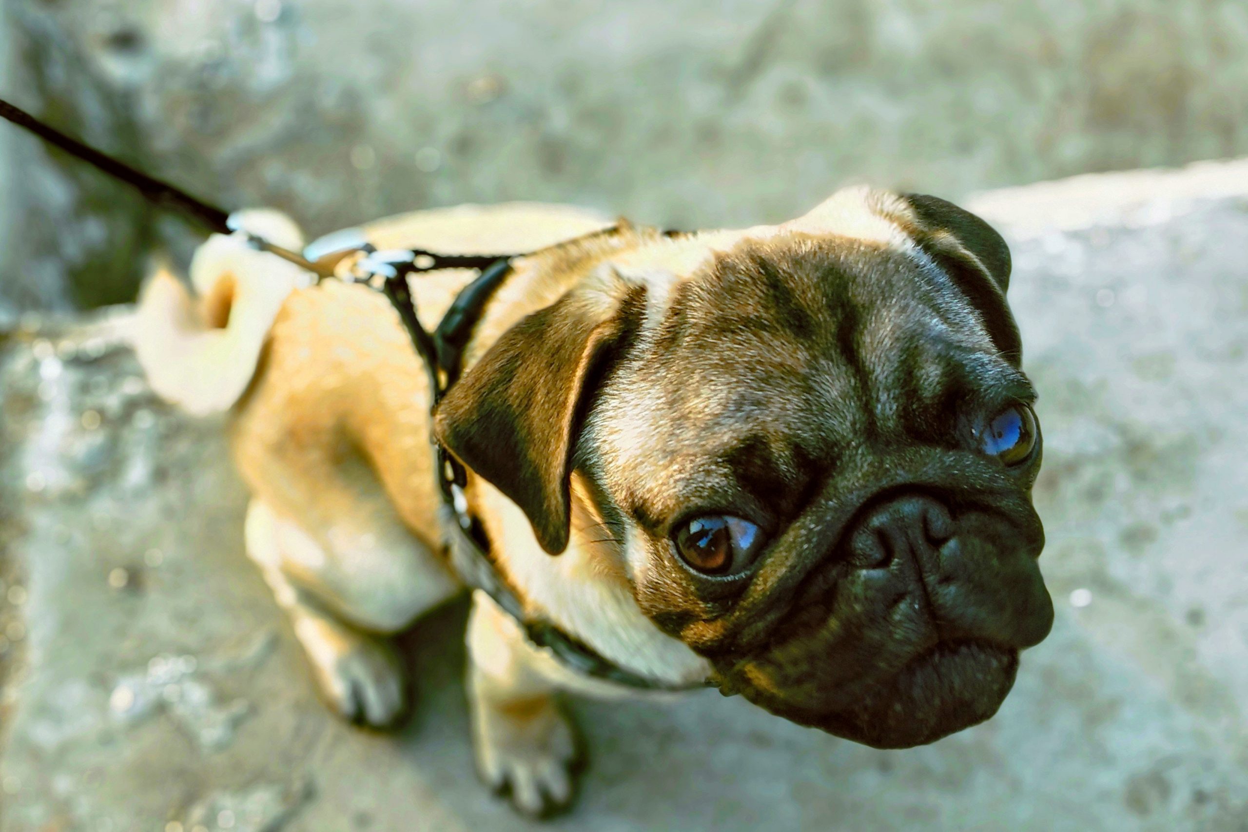 "Mops Verbot" bei ebay DOGnews