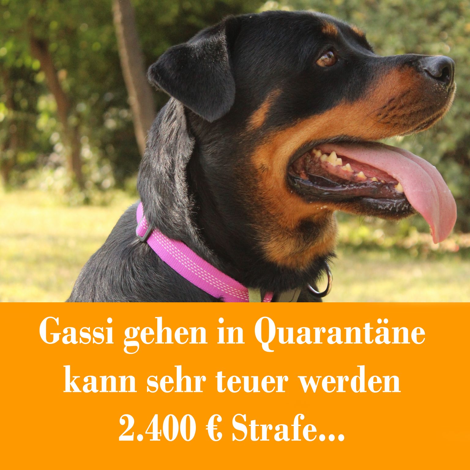 Corona Pandemie und Hund DOGnews