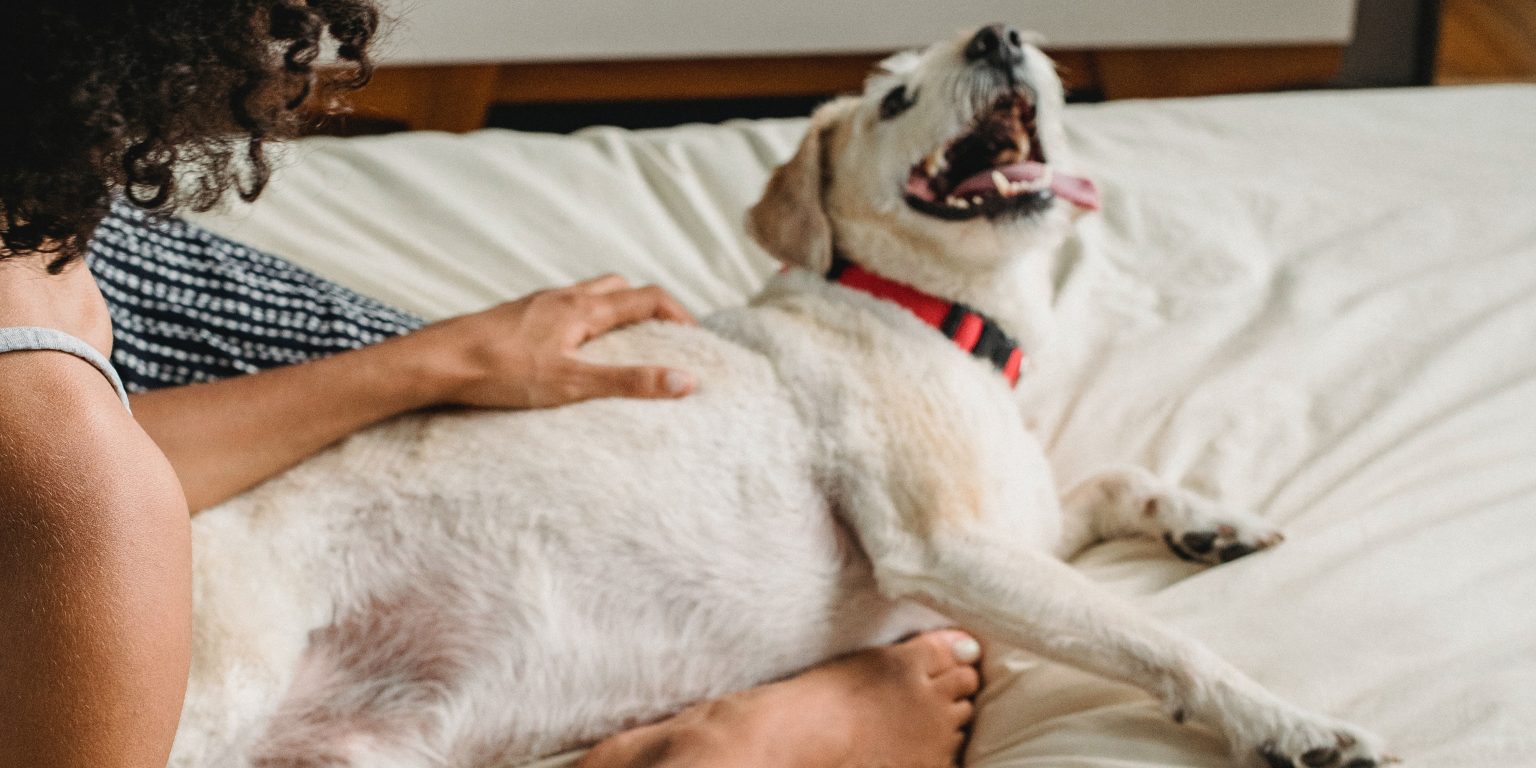 Hunde am Kopf streicheln DOGnews