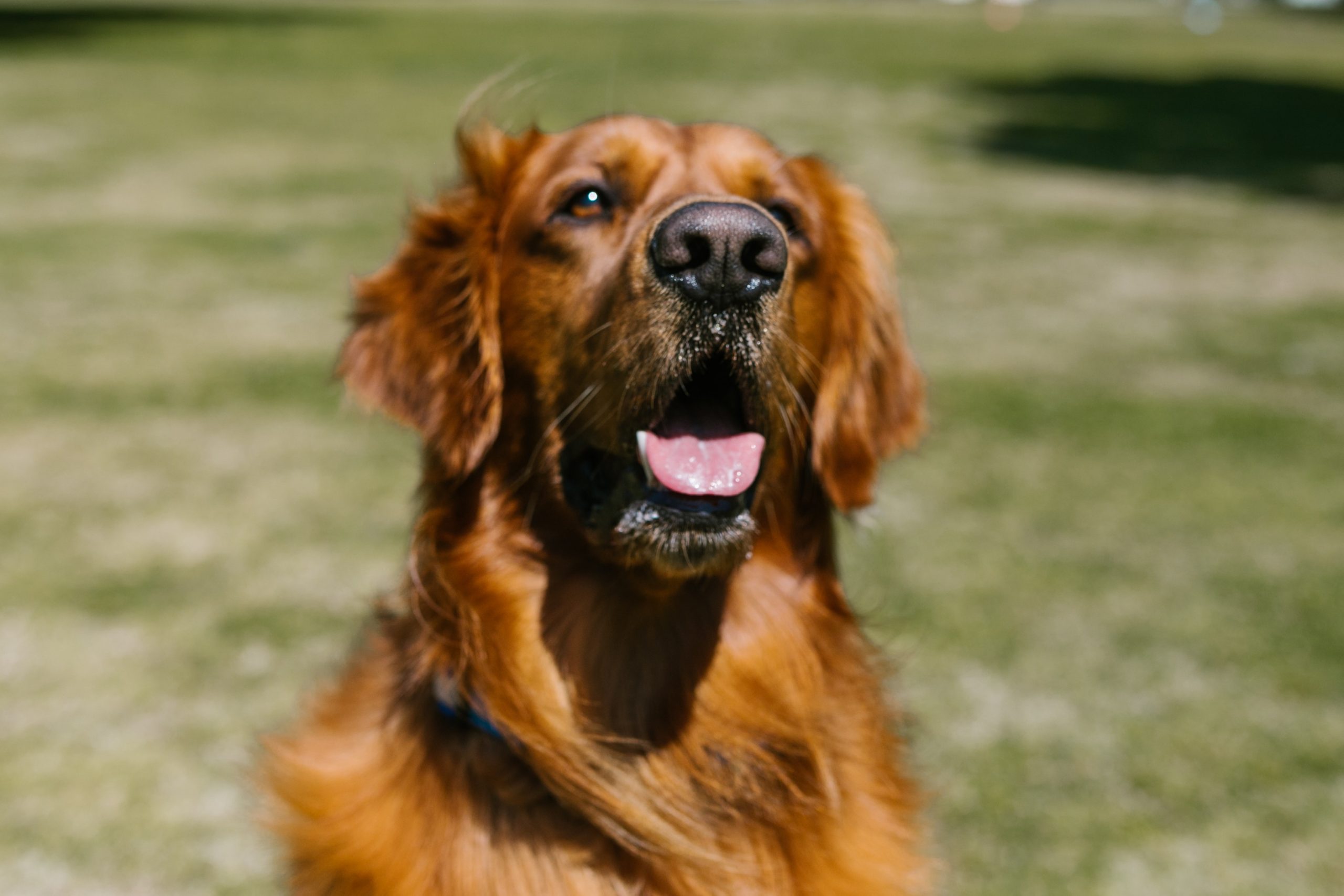Wer hat Angst vor großen Hunden? DOGnews