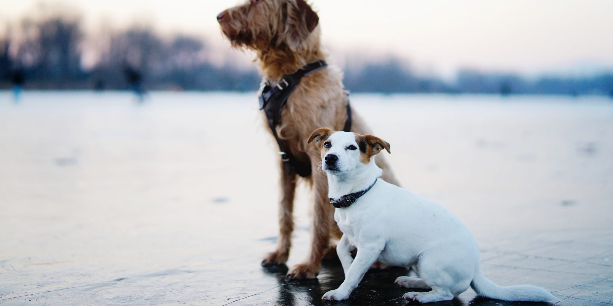 Wer hat Angst vor großen Hunden? DOGnews